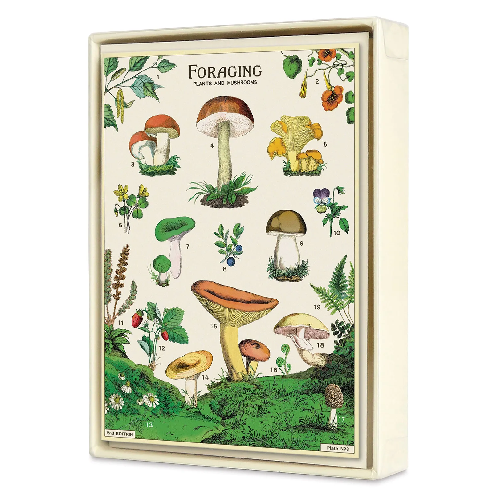 Foraging Greeting Cards Box Set