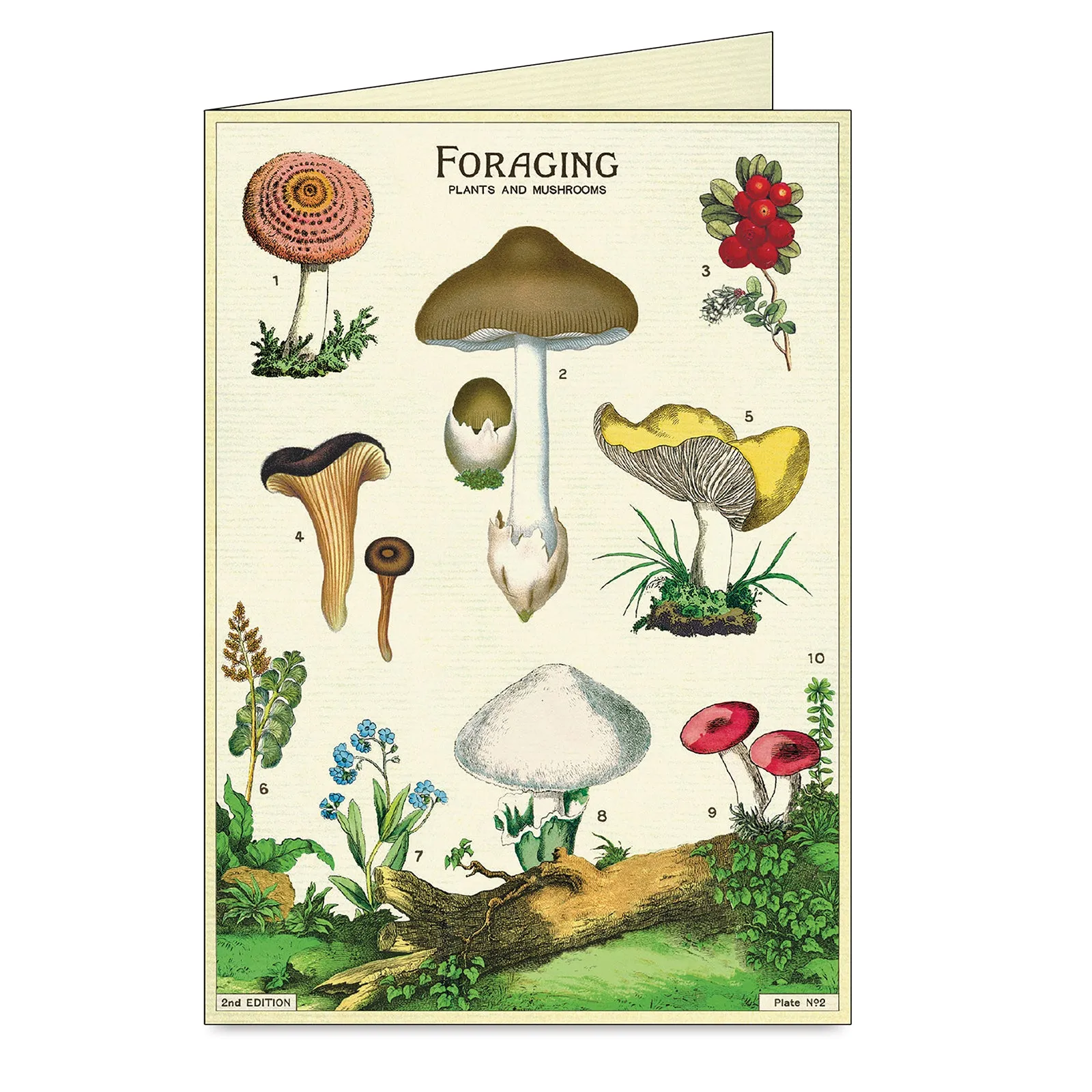 Foraging Greeting Cards Box Set