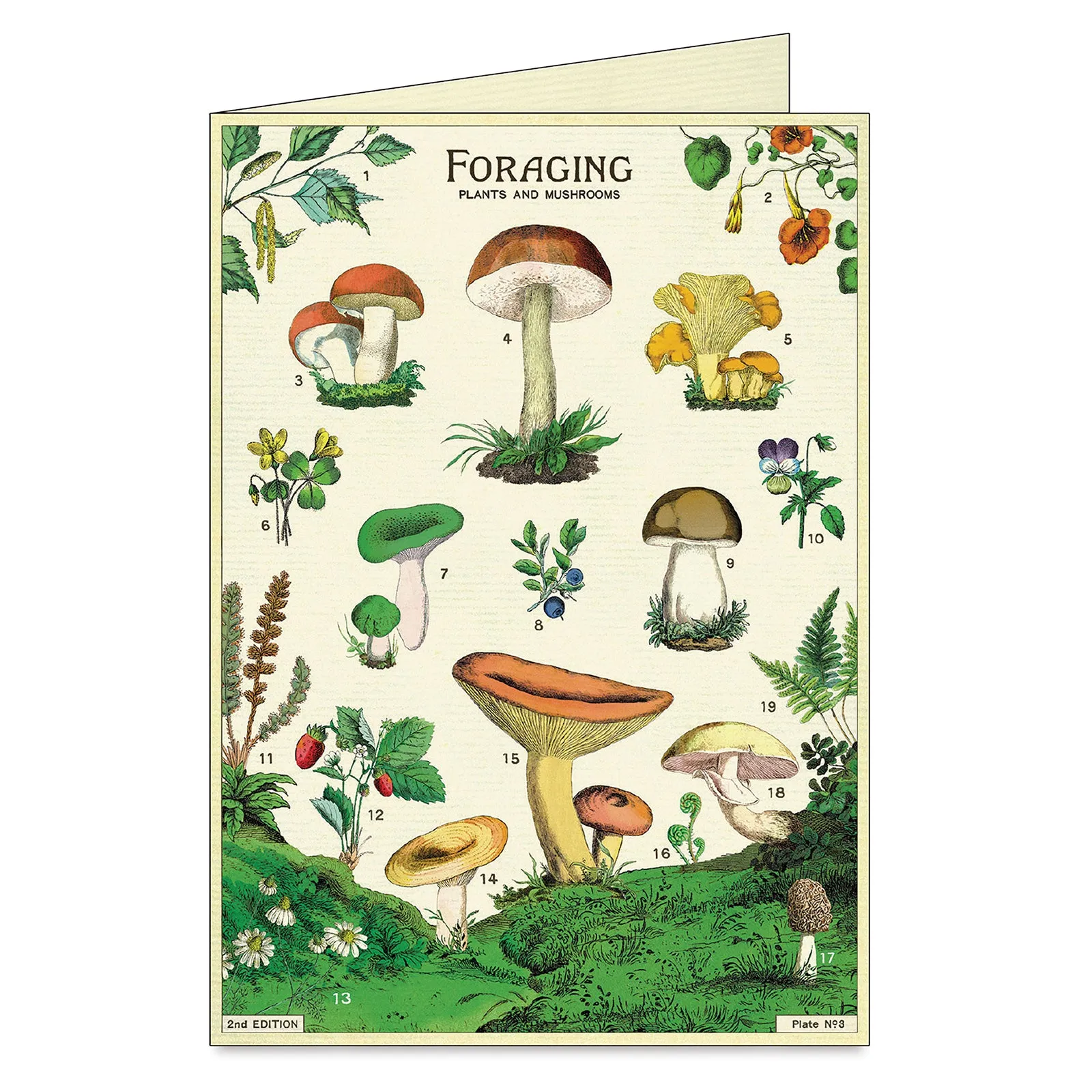 Foraging Greeting Cards Box Set